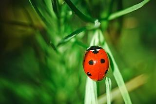 Ladybug